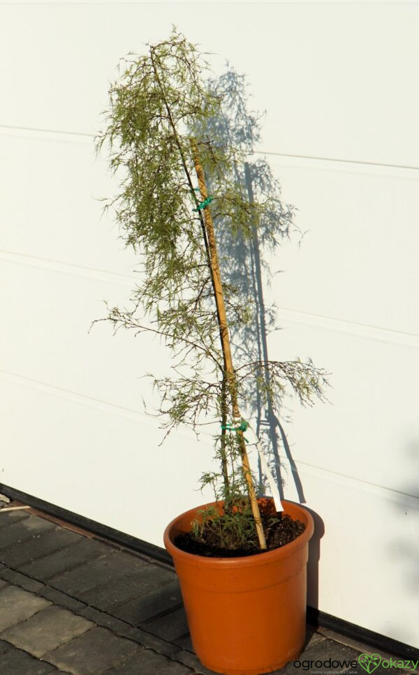 BRZOZA TROST'S DWARF Betula