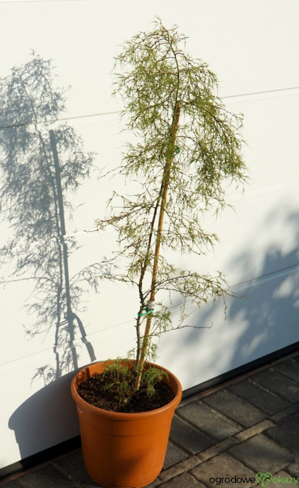 BRZOZA TROST'S DWARF Betula