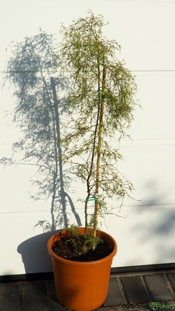 BRZOZA TROST'S DWARF Betula