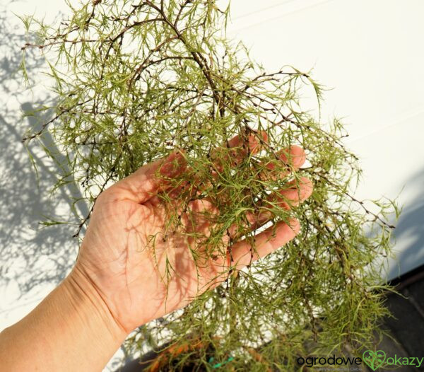 BRZOZA TROST'S DWARF Betula