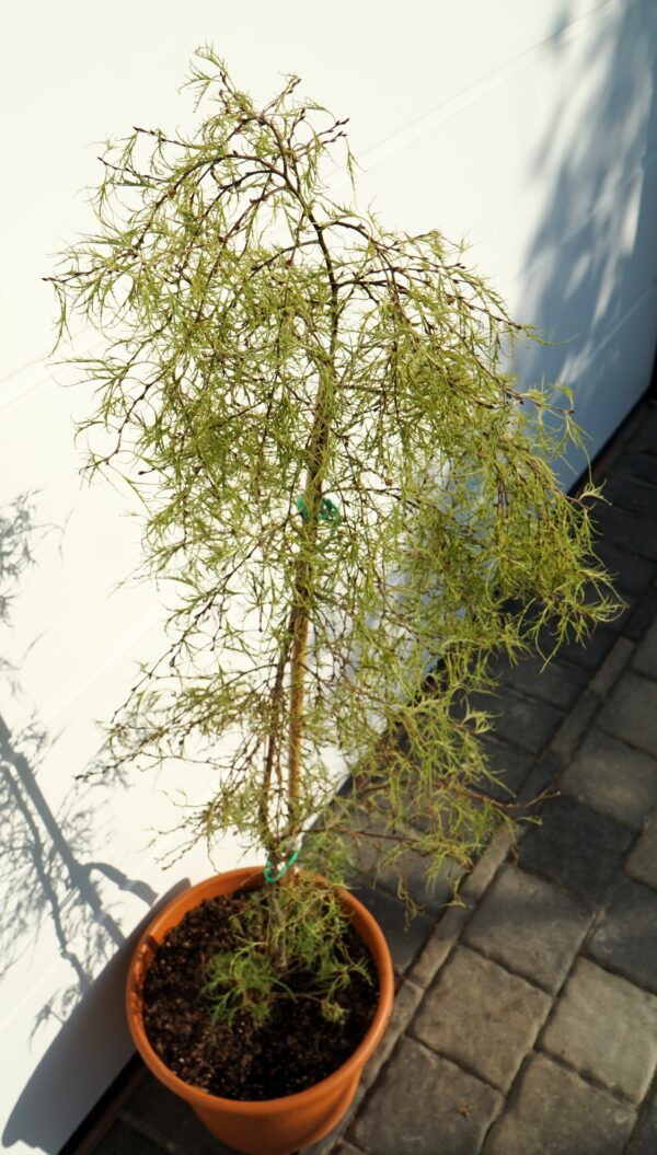 BRZOZA TROST'S DWARF Betula