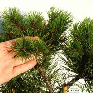 SOSNA GÓRSKA LITTLE GOLDSTAR Pinus mugo