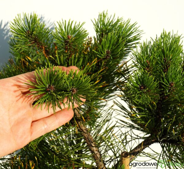 SOSNA GÓRSKA LITTLE GOLDSTAR Pinus mugo