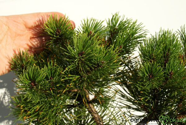 SOSNA GÓRSKA LITTLE GOLDSTAR Pinus mugo