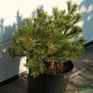 SOSNA GÓRSKA LITTLE GOLDSTAR Pinus mugo