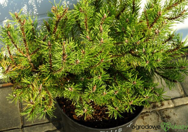 SOSNA GÓRSKA LITTLE GOLDSTAR Pinus mugo