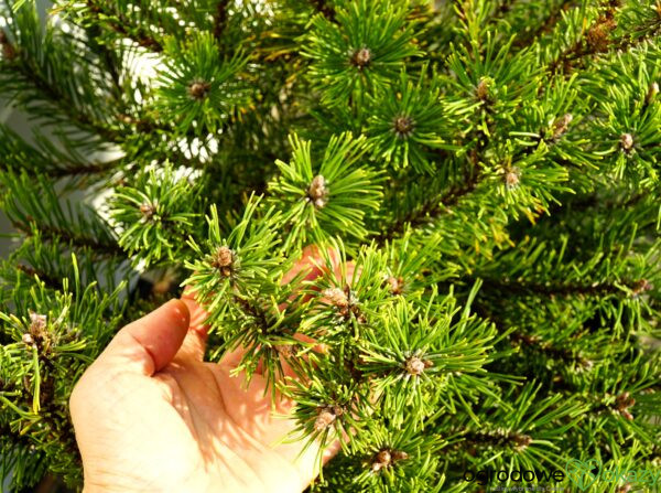 SOSNA GÓRSKA LITTLE GOLDSTAR Pinus mugo