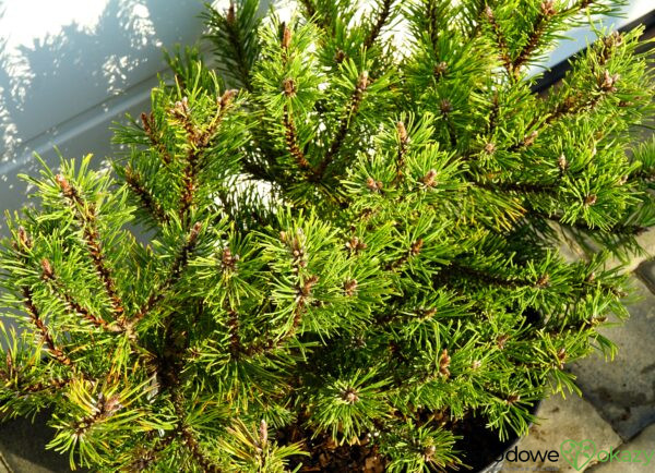 SOSNA GÓRSKA LITTLE GOLDSTAR Pinus mugo