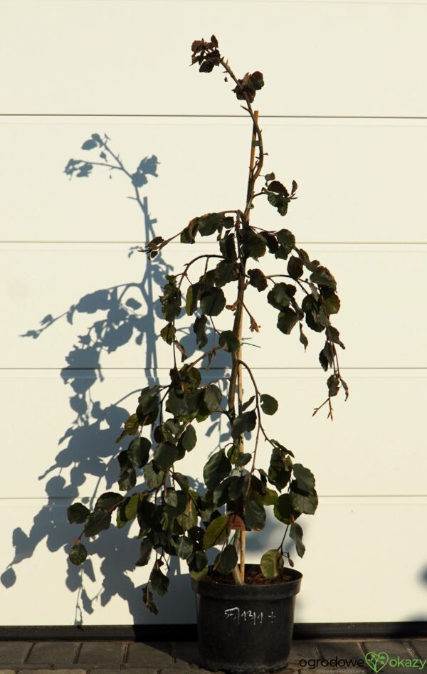 BUK POSPOLITY PURPLE FOUNTAIN Fagus sylvatica