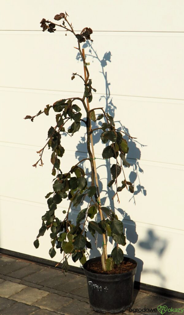 BUK POSPOLITY PURPLE FOUNTAIN Fagus sylvatica