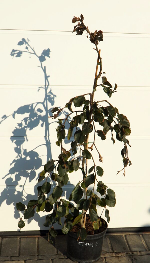 BUK POSPOLITY PURPLE FOUNTAIN Fagus sylvatica