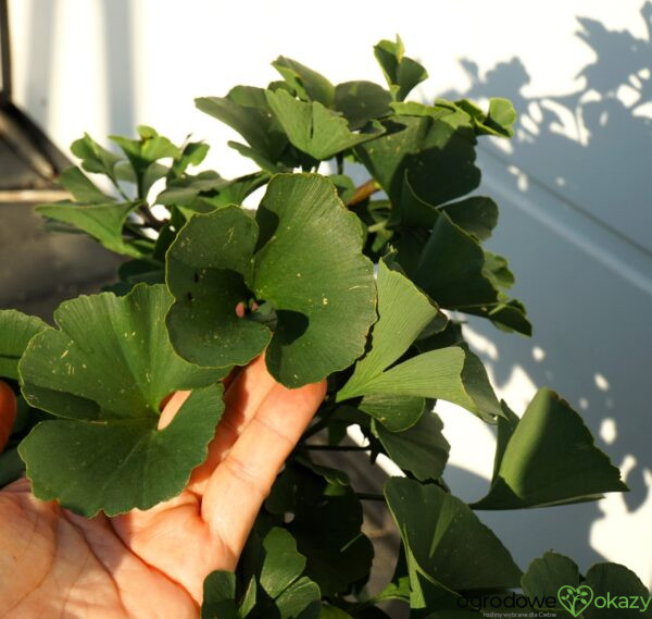 MIŁORZĄB DWUKLAPOWY MARIKEN Ginkgo biloba