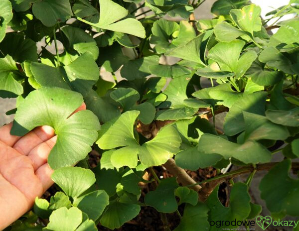 MIŁORZĄB DWUKLAPOWY MARIKEN Ginkgo biloba