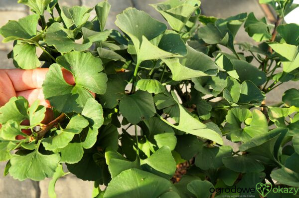 MIŁORZĄB DWUKLAPOWY MARIKEN Ginkgo biloba