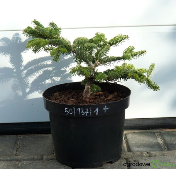 JODŁA GRECKA MEYER'S DWARF Abies cephalonica