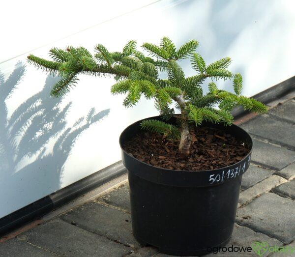 JODŁA GRECKA MEYER'S DWARF Abies cephalonica