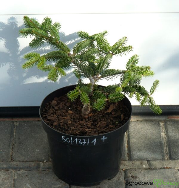 JODŁA GRECKA MEYER'S DWARF Abies cephalonica