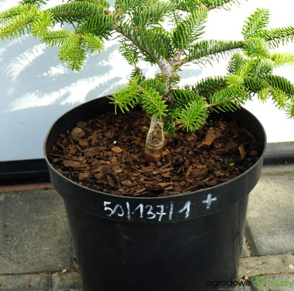 JODŁA GRECKA MEYER'S DWARF Abies cephalonica