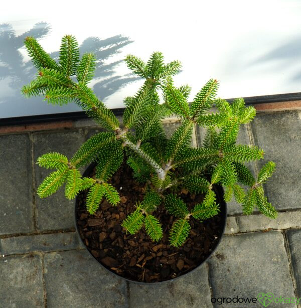 JODŁA GRECKA MEYER'S DWARF Abies cephalonica