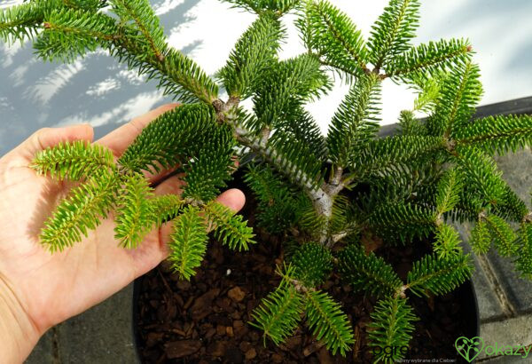 JODŁA GRECKA MEYER'S DWARF Abies cephalonica