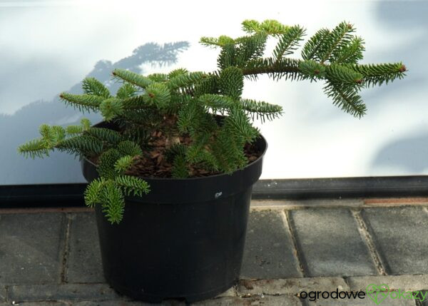 JODŁA GRECKA MEYER'S DWARF Abies cephalonica