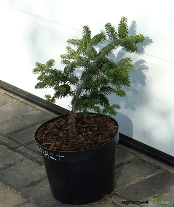 JODŁA GRECKA MEYER'S DWARF Abies cephalonica