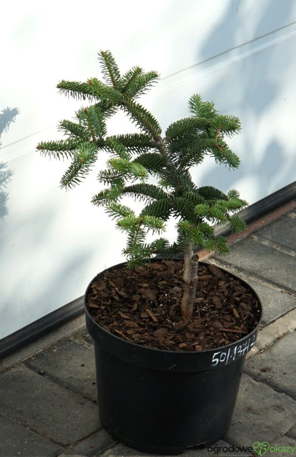 JODŁA GRECKA MEYER'S DWARF Abies cephalonica