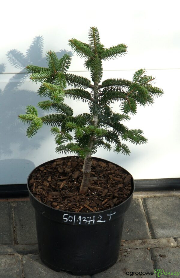 JODŁA GRECKA MEYER'S DWARF Abies cephalonica