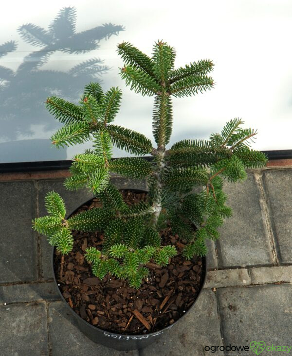 JODŁA GRECKA MEYER'S DWARF Abies cephalonica