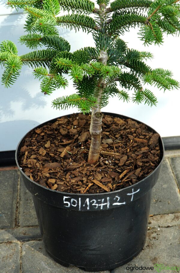 JODŁA GRECKA MEYER'S DWARF Abies cephalonica