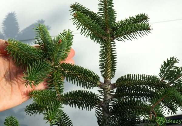 JODŁA GRECKA MEYER'S DWARF Abies cephalonica