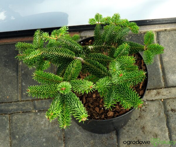 JODŁA GRECKA MEYER'S DWARF Abies cephalonica