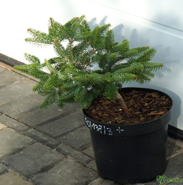 JODŁA GRECKA MEYER'S DWARF Abies cephalonica