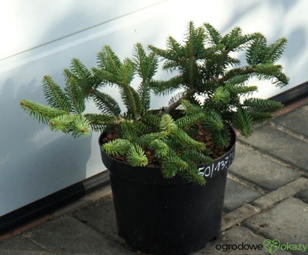 JODŁA GRECKA MEYER'S DWARF Abies cephalonica