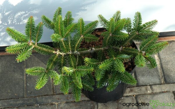 JODŁA GRECKA MEYER'S DWARF Abies cephalonica