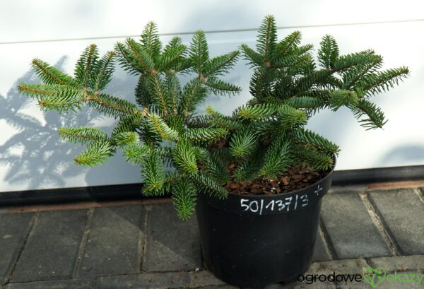 JODŁA GRECKA MEYER'S DWARF Abies cephalonica