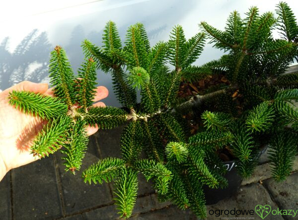 JODŁA GRECKA MEYER'S DWARF Abies cephalonica