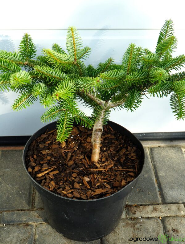 JODŁA GRECKA MEYER'S DWARF Abies cephalonica