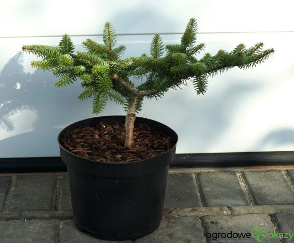 JODŁA GRECKA MEYER'S DWARF Abies cephalonica