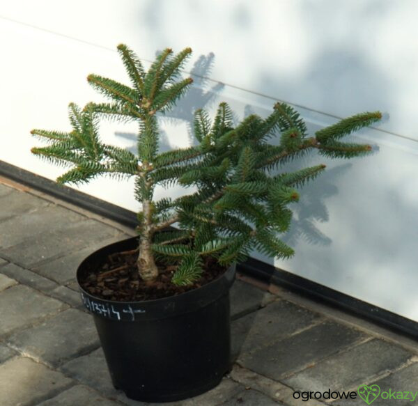 JODŁA GRECKA MEYER'S DWARF Abies cephalonica