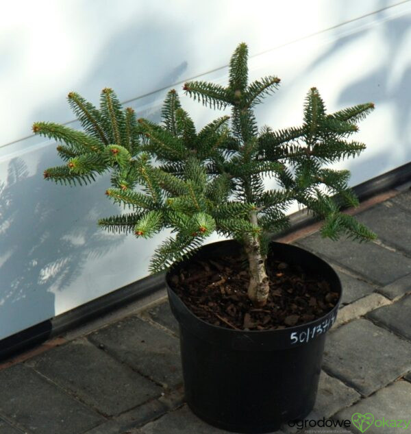 JODŁA GRECKA MEYER'S DWARF Abies cephalonica