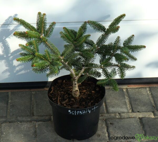 JODŁA GRECKA MEYER'S DWARF Abies cephalonica