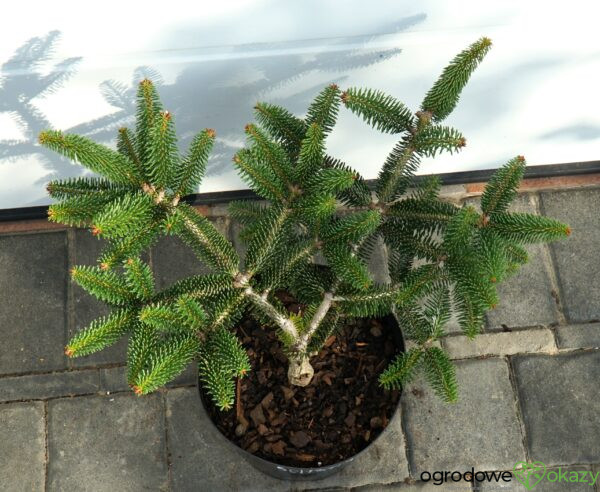 JODŁA GRECKA MEYER'S DWARF Abies cephalonica