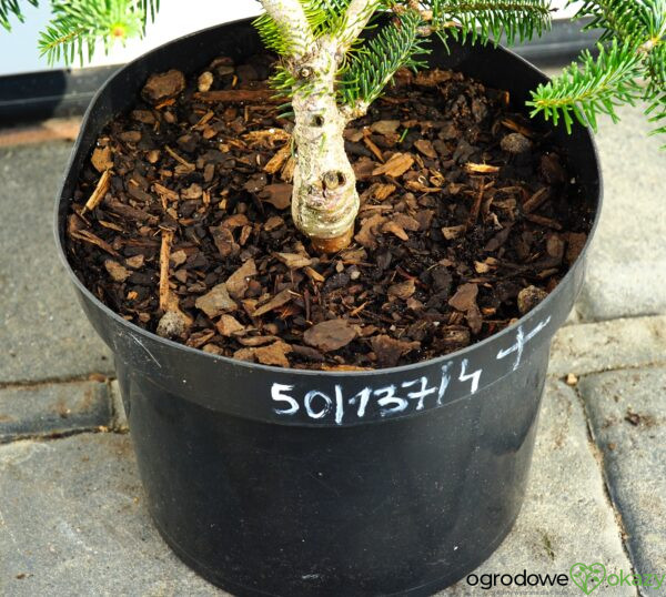 JODŁA GRECKA MEYER'S DWARF Abies cephalonica