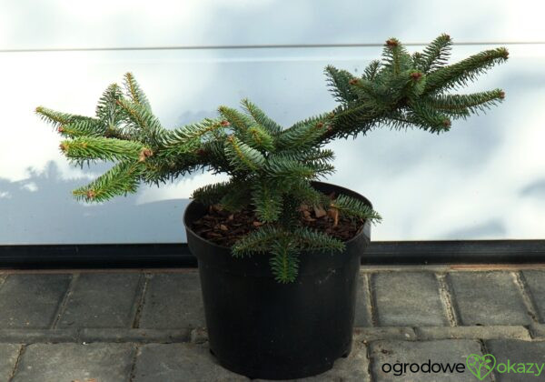 JODŁA GRECKA MEYER'S DWARF Abies cephalonica