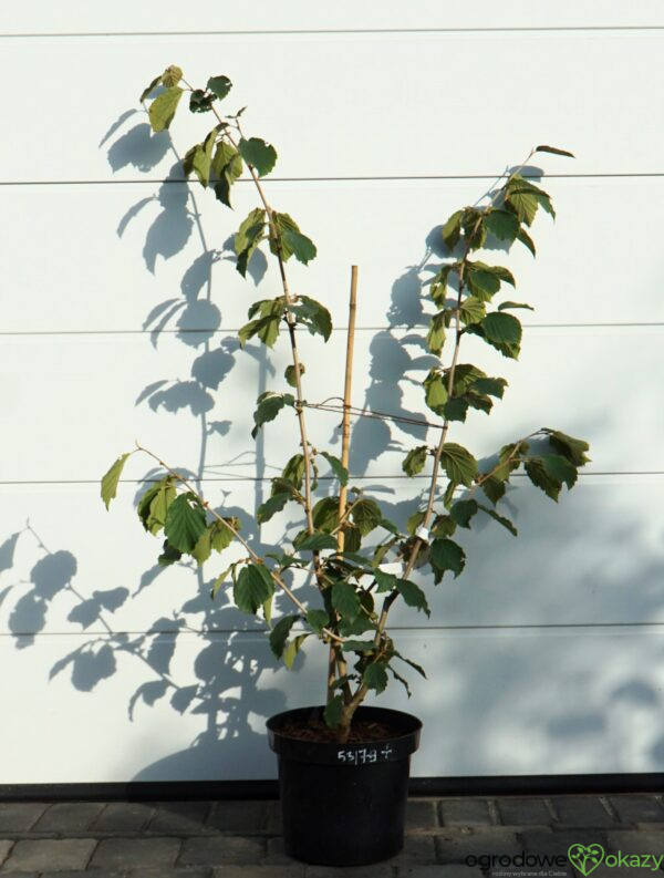 OCZAR POŚREDNI PALLIDA Hamamelis ×intermedia