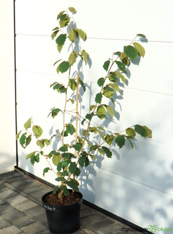 OCZAR POŚREDNI PALLIDA Hamamelis ×intermedia