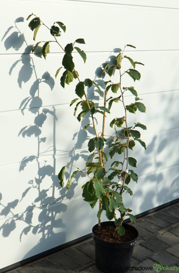 OCZAR POŚREDNI PALLIDA Hamamelis ×intermedia