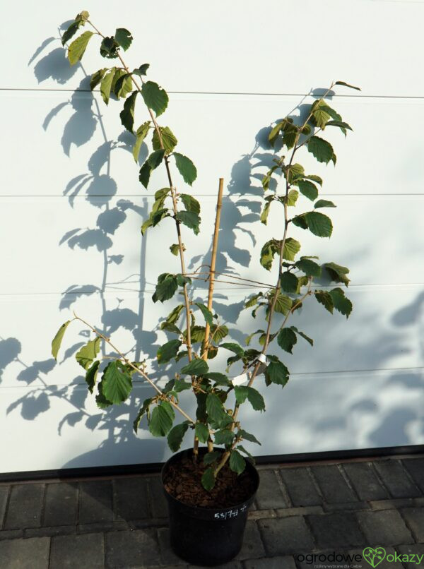 OCZAR POŚREDNI PALLIDA Hamamelis ×intermedia