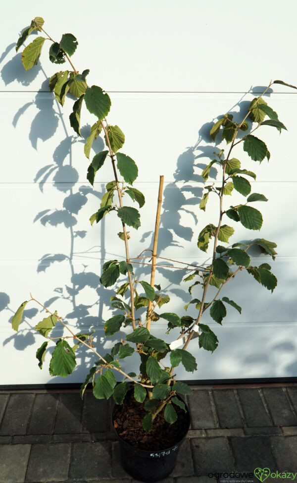 OCZAR POŚREDNI PALLIDA Hamamelis ×intermedia